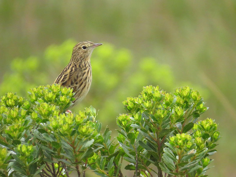 Hellmayr's pipit