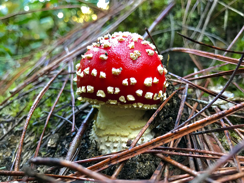 Amanita muscaria