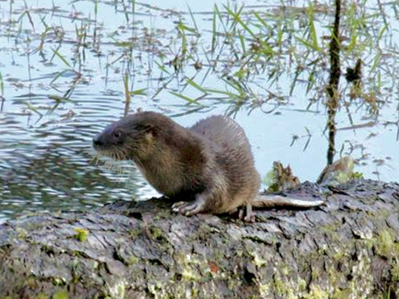 Otter