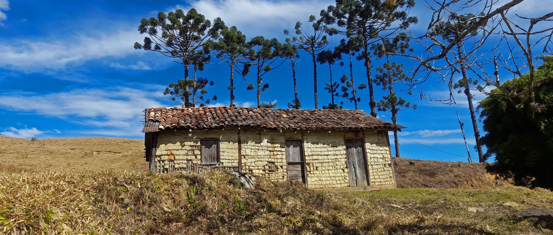 Onça  Backlands